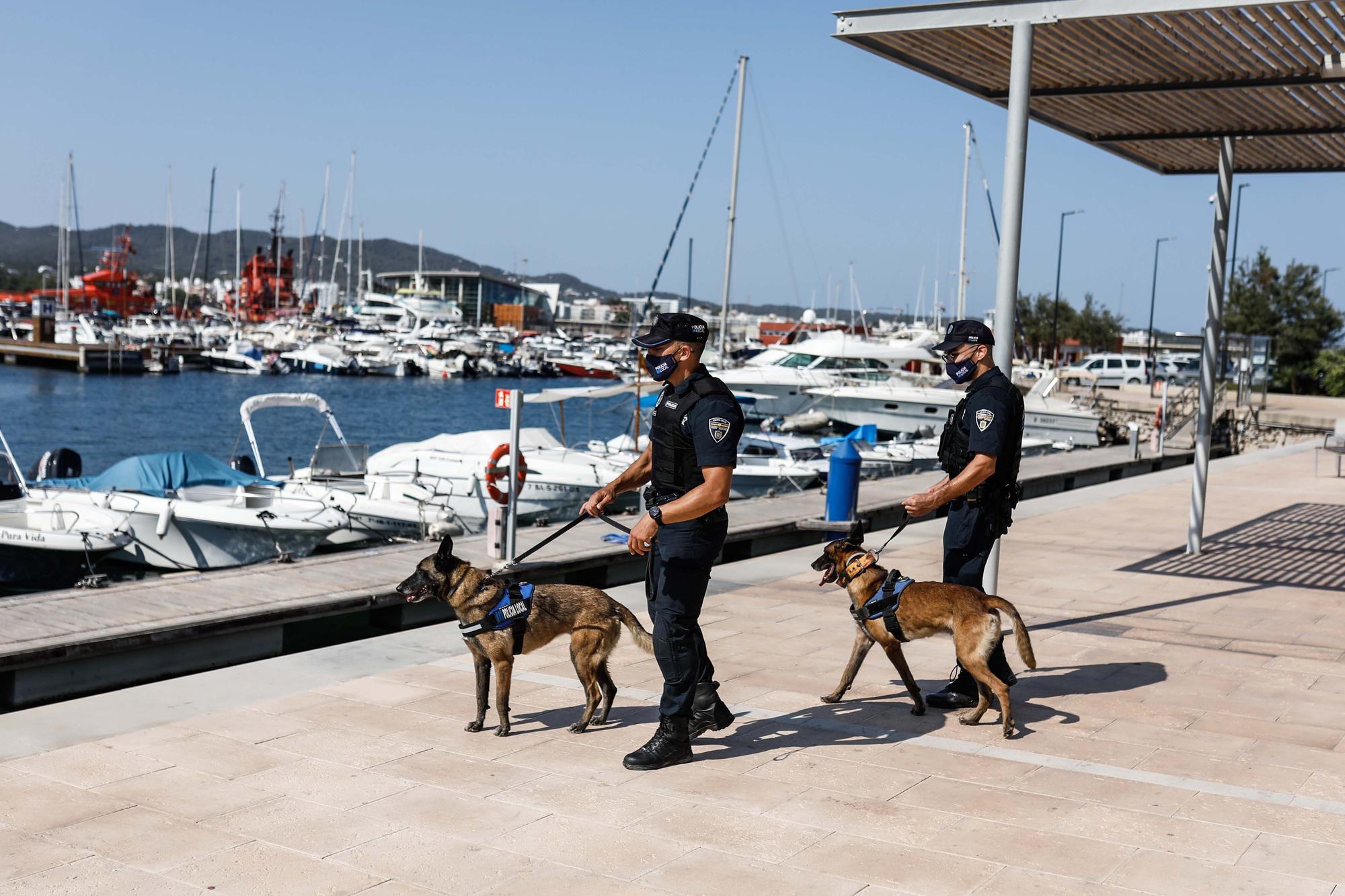 Kata y Mustang, los dos nuevos agentes caninos de Sant Antoni