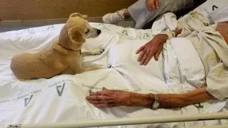 Un puñado de hospitales españoles permiten la visita de mascotas a pacientes y uno de ellos es el de Ourense