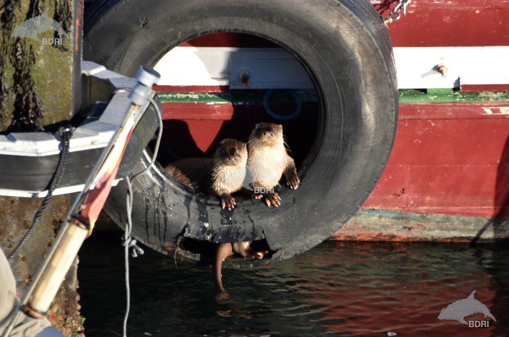 Biólogos, doctores y estudiantes del BDRI hacen un estrecho seguimiento de los mamíferos marinos en las rías de Vigo, Pontevedra y Arousa.