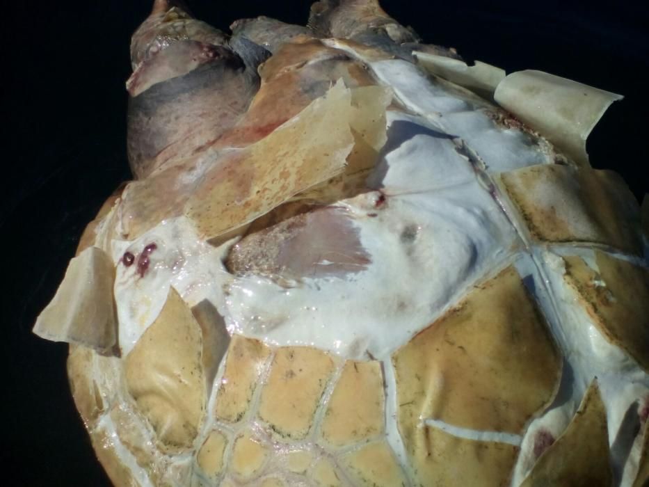 Hallan muerta a una tortuga de más de cien kilos