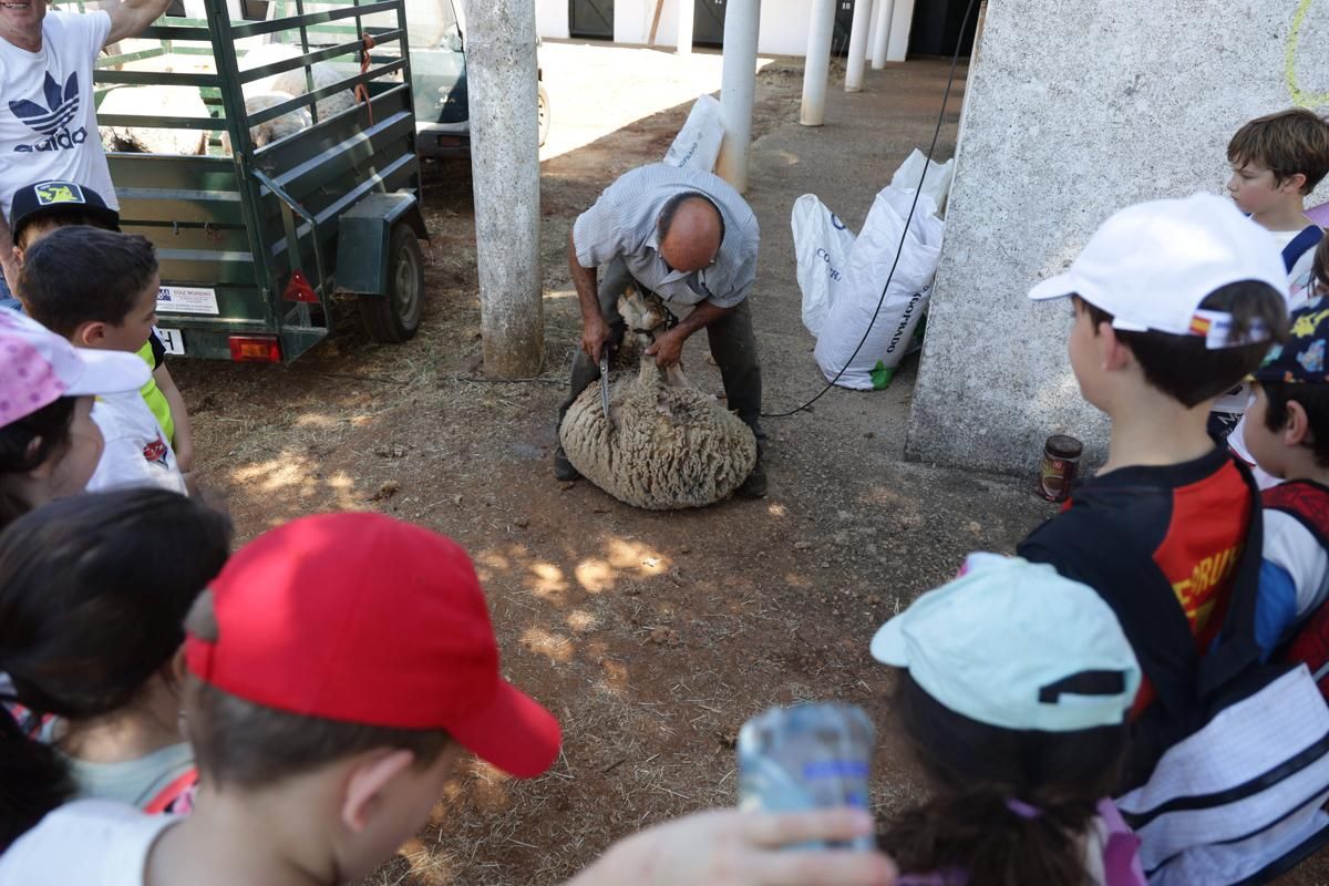 Fotogalería | Así se ha desarrollado la feria equina de Cáceres