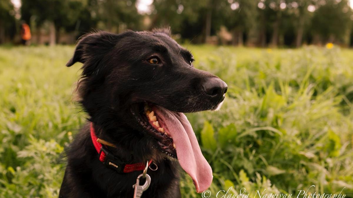 Estos son los perros que se podrán adoptar en el desfile que organiza la asociación Peluditos de Son Reus