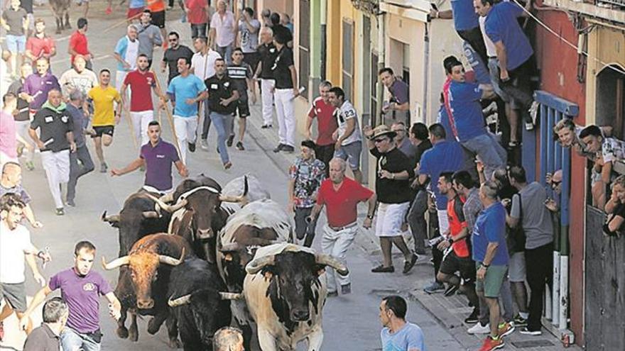 Almassora tendrá encierro de toros cerriles en mayo