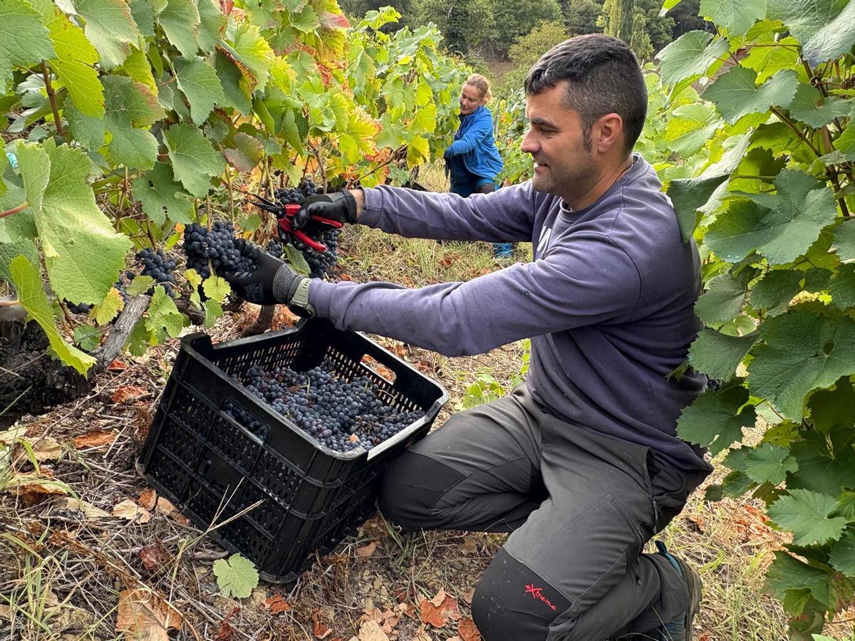 Luciano Gómez y María Crespo durante la última vendimia.
