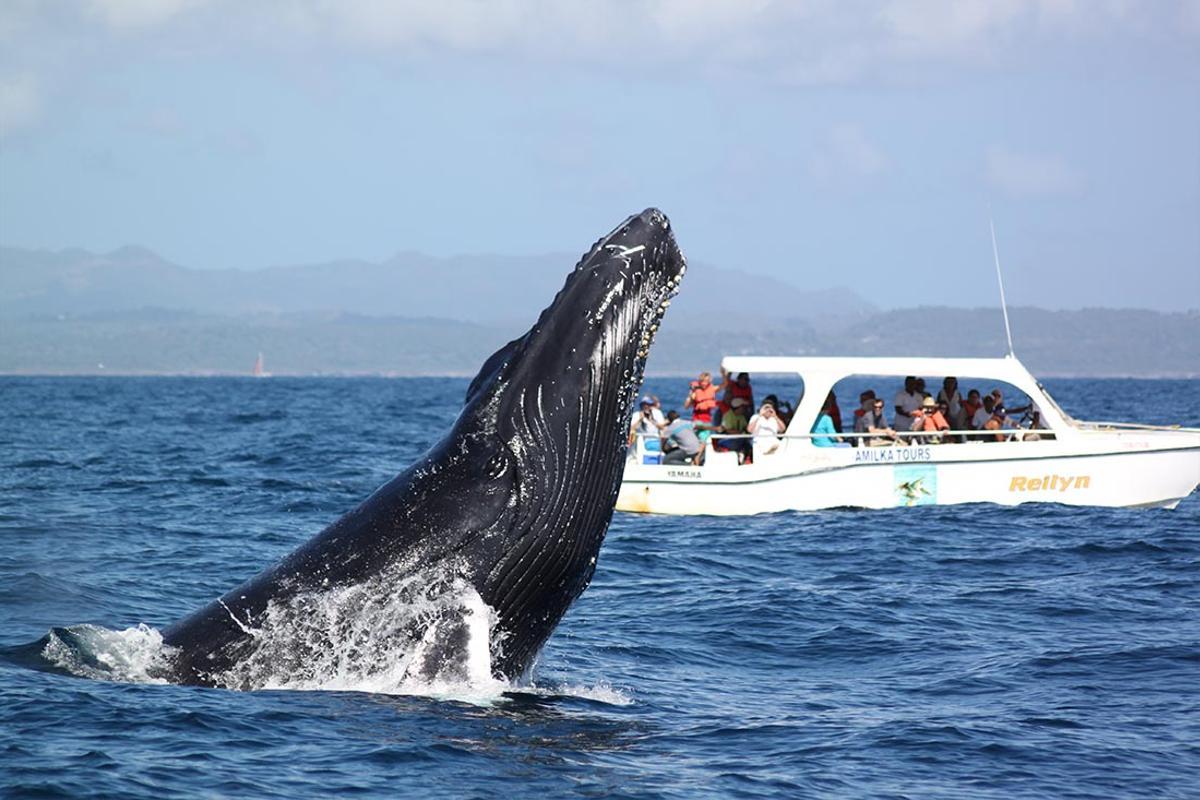 Observación de ballenas