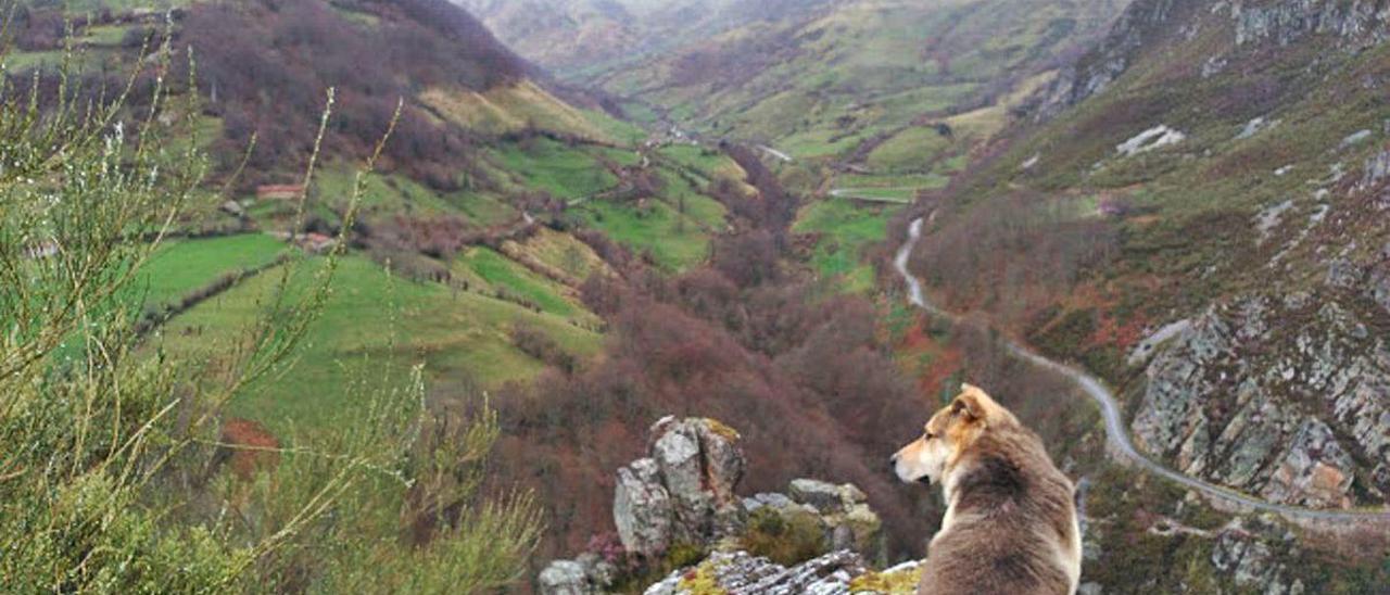 &quot;Rufo&quot;, un perro guardián en las Ubiñas.