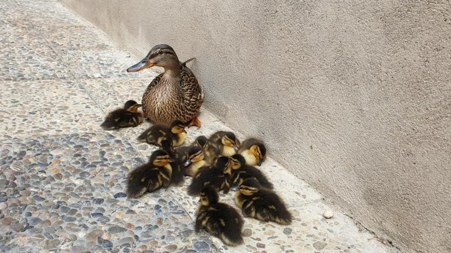 Cries d&#039;ànec collverd sorprenen veïns i turistes al Barri Vell de Girona