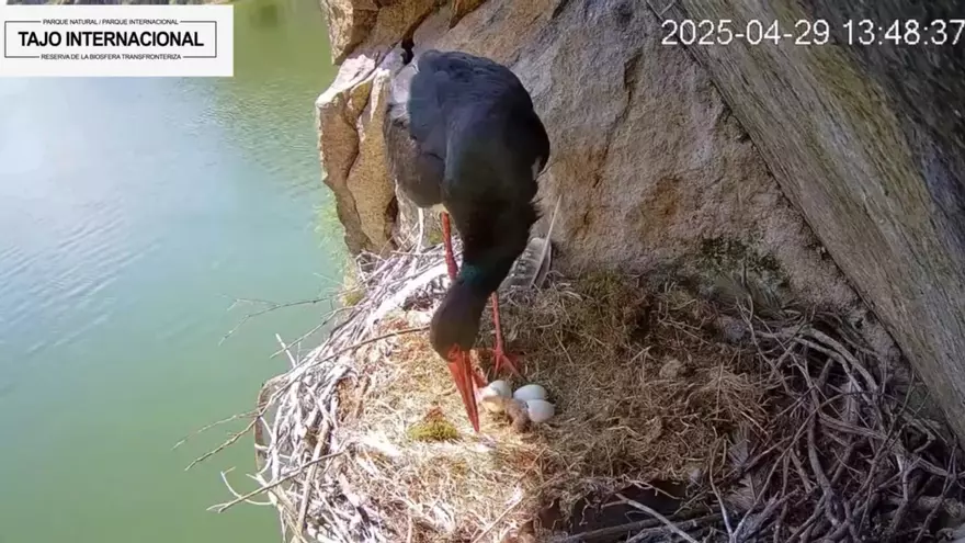 Nace un polluelo de cigüeña negra en el Tajo Internacional