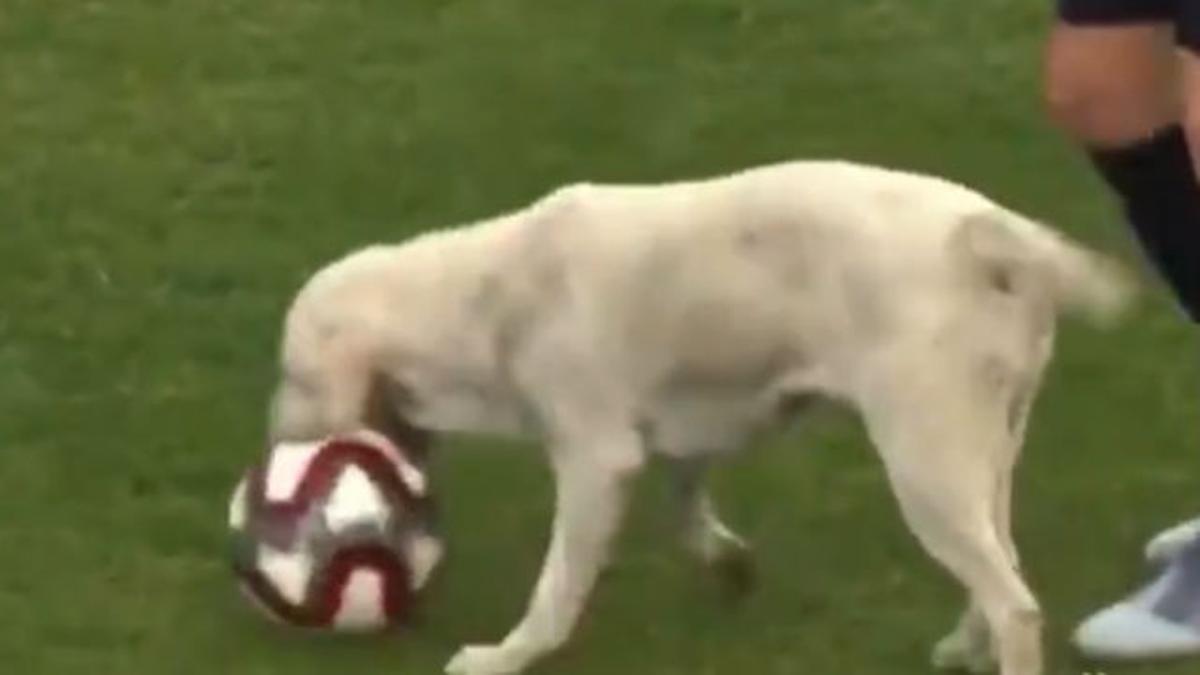 La curiosa interrupción en un partido de Irán...¡por un perro!