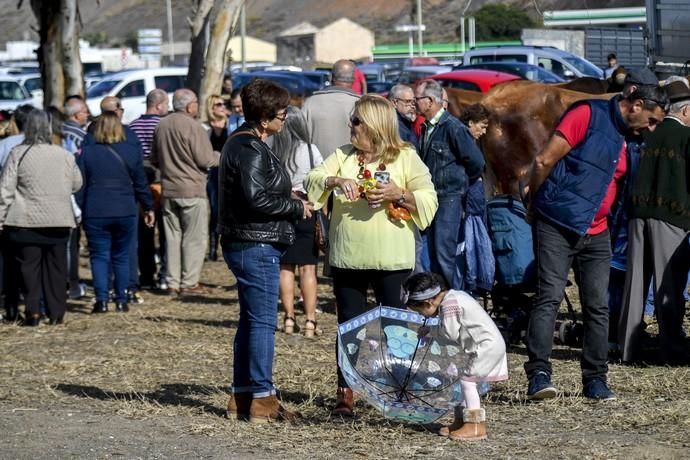 08-12-19 GRAN CANARIA. JINAMAR. JINAMAR. TELDE. Fiesta de la Inmaculade Concepcion y de la Caña Dulce de Jinamar, feria de ganado, procesión.. Fotos: Juan Castro.  | 08/12/2019 | Fotógrafo: Juan Carlos Castro