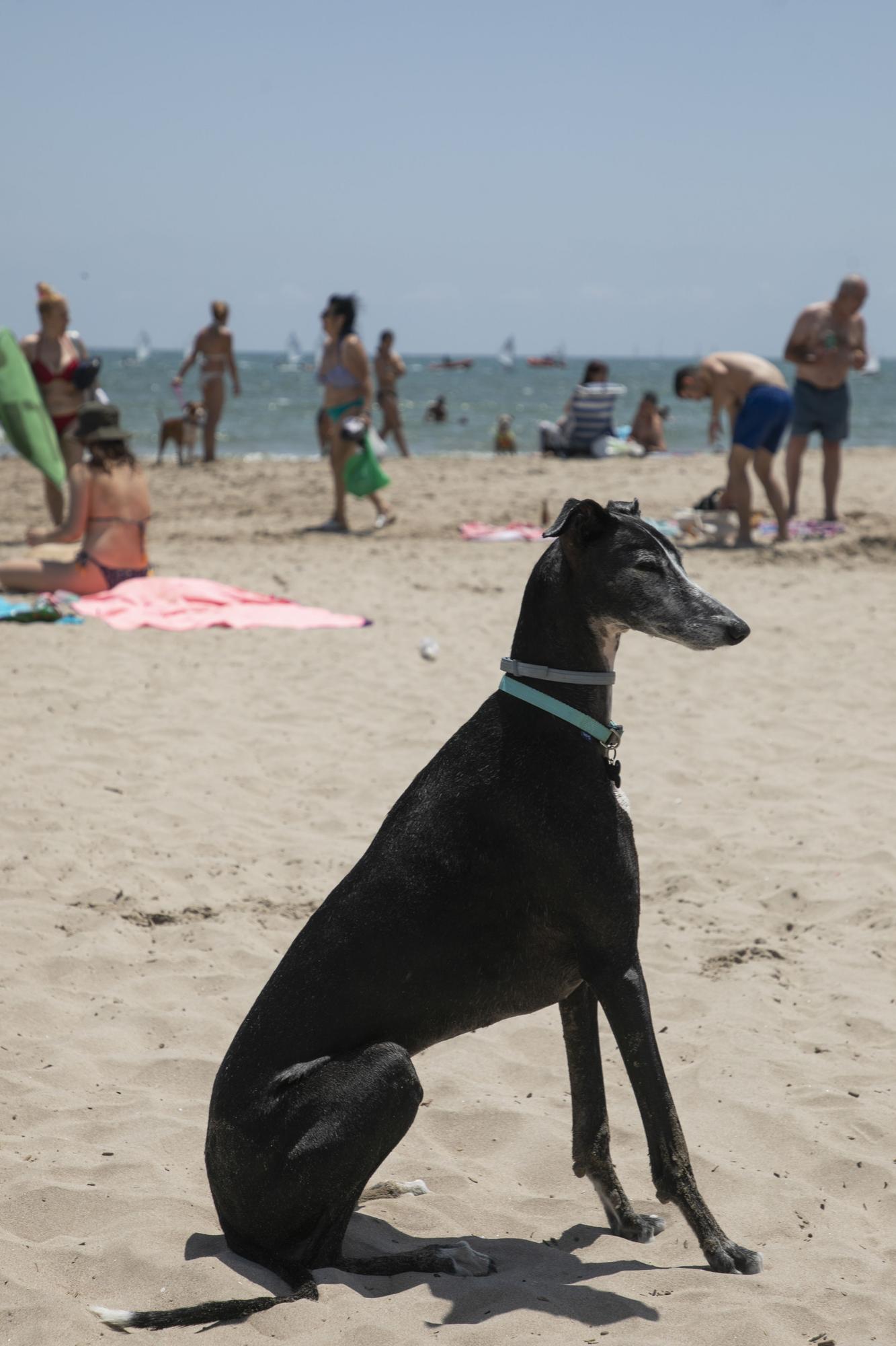 Playa canina de Pinedo