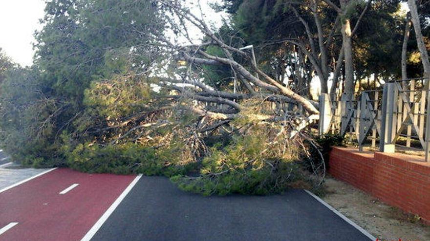 Un arbre de grans dimensions tombat pel vent al parc del Pinaret a Cambrils