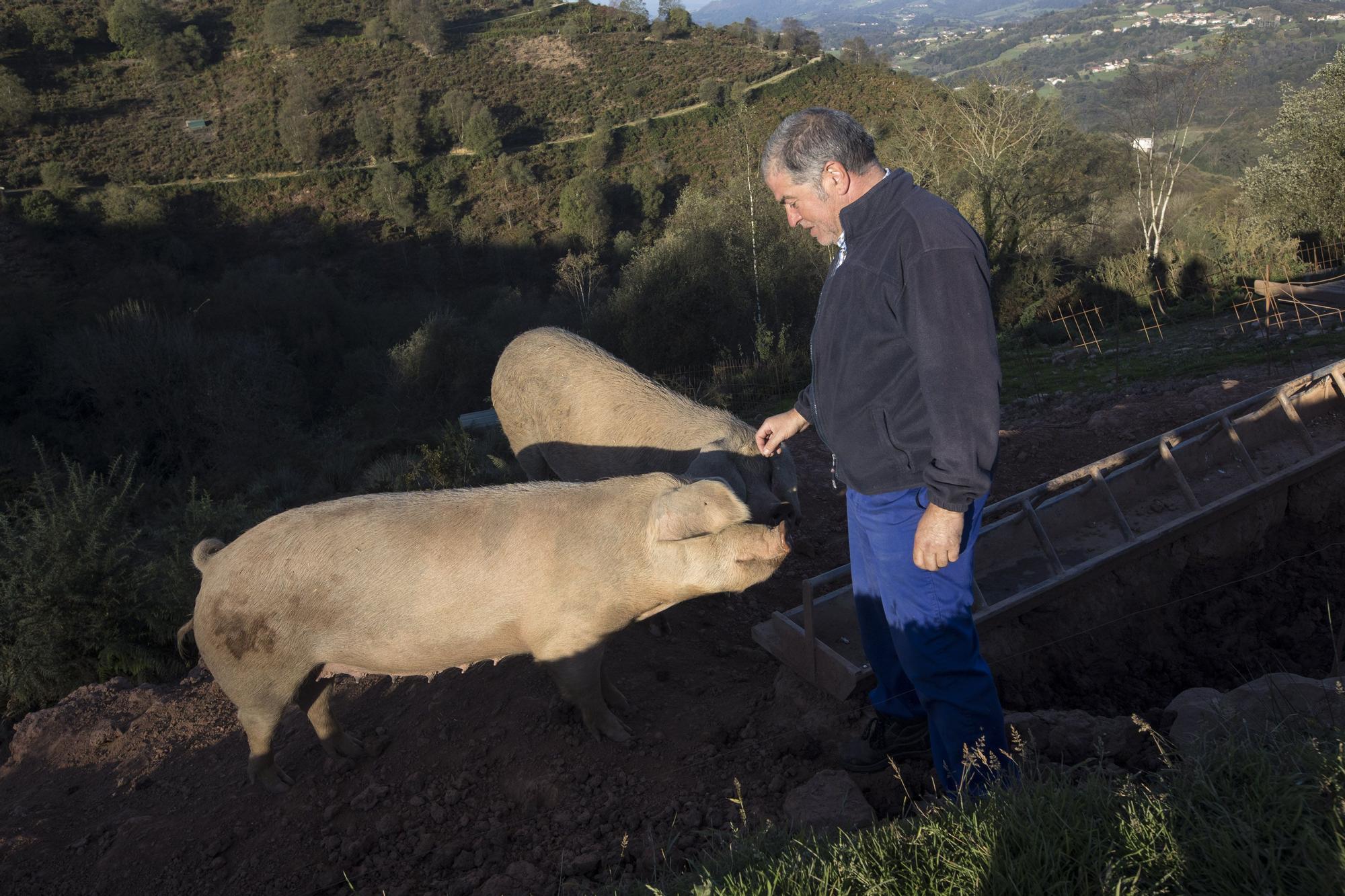 Monte Cabriles, el refugio porcino de Siero que acaba de ser reconocido con un sello de calidad