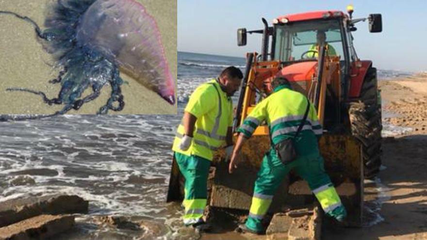 La carabela portuguesa también llega a la costa de Guardamar y el Altet