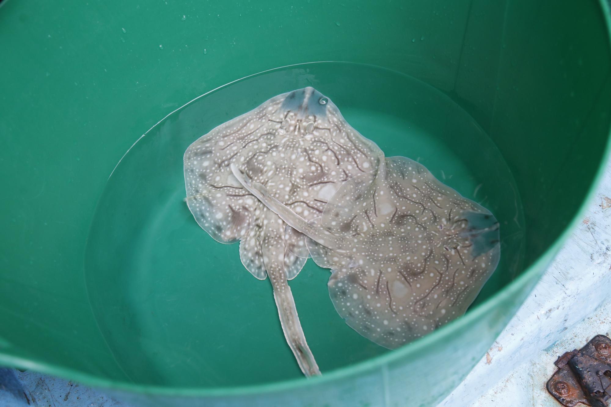 En imágenes: Suelta de rayas en la playa de Poniente