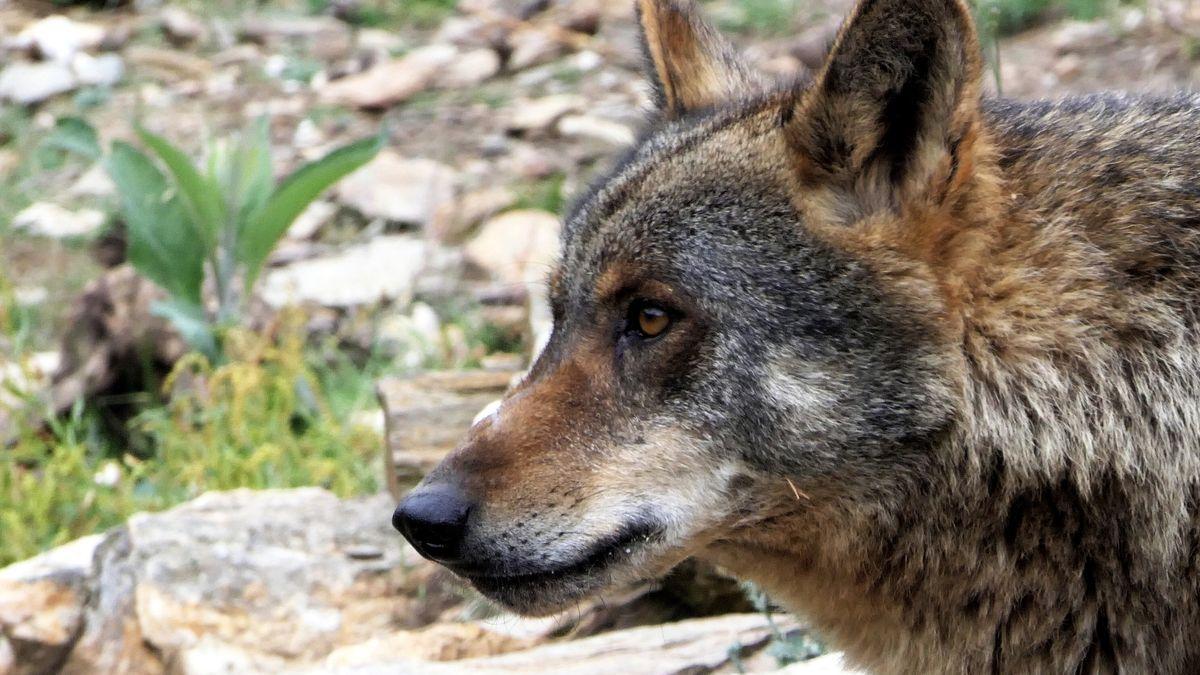 El lobo, en Robledo (Zamora).