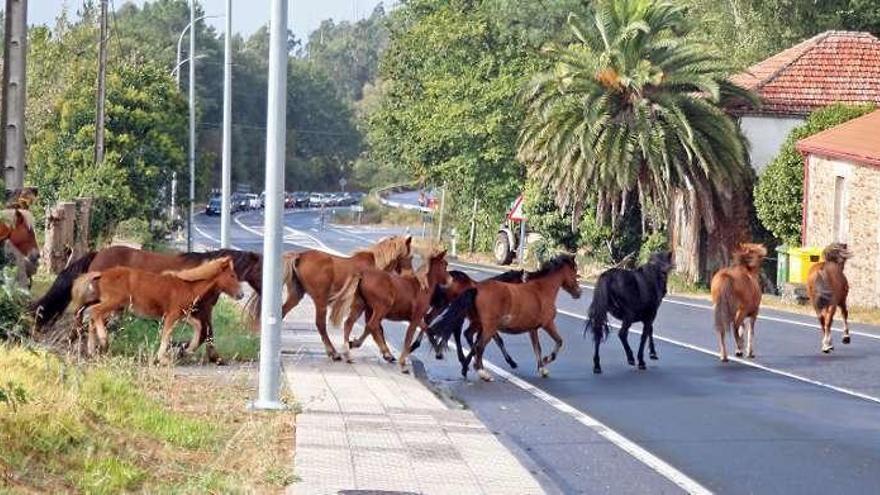 Tráfico paró a numerosos vehículos para que los caballos cruzasen la nacional. // Bernabé / Juan Carlos Asorey