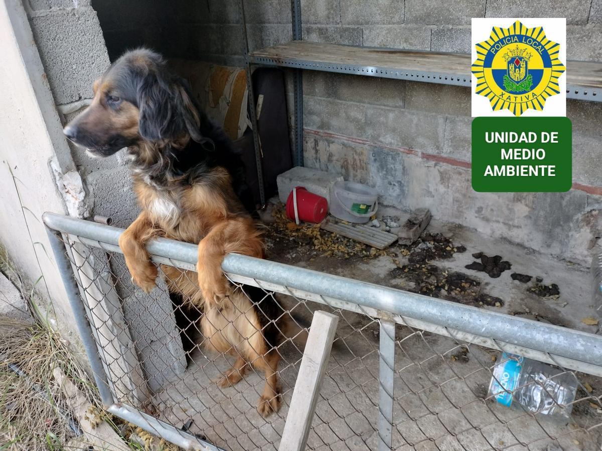 Rescatan en Novetlé a una perra abandonada y atada en un recinto insalubre