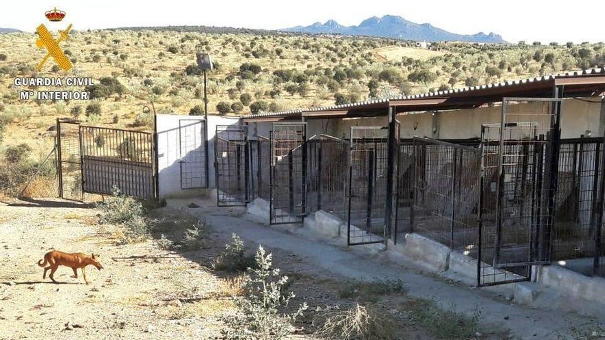 Investigados el propietario y el cuidador de una reala de Puebla de la Reina por dejar morir a 25 perros