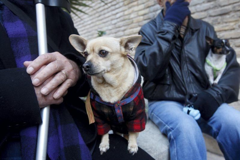 Celebración de San Antón, bendición de los animales