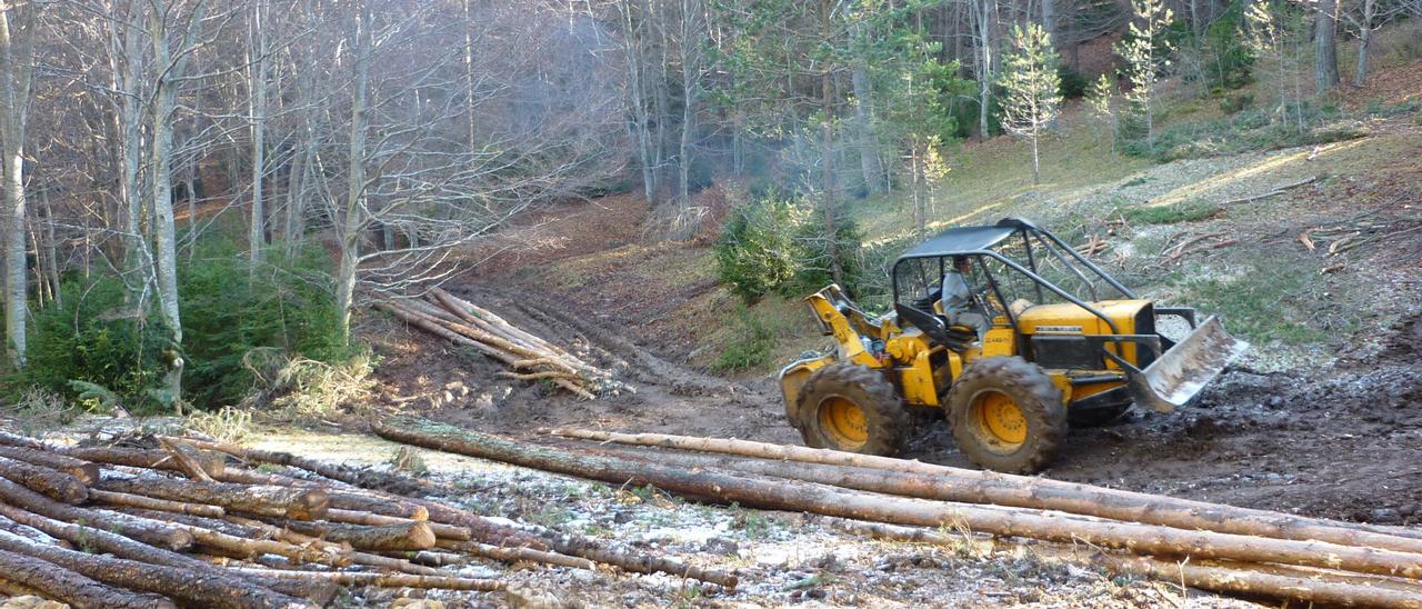 Treballs en un bosc del Berguedà per obtenir fusta per a biomassa