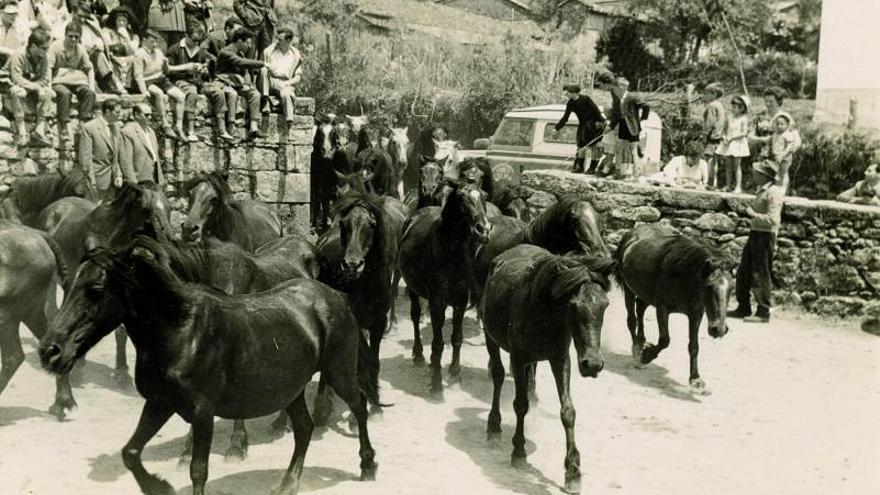 Entrada de las “bestas” al curro viejo
de Sabucedo.. |   // FOTOS ANTIGUAS ESTRADA