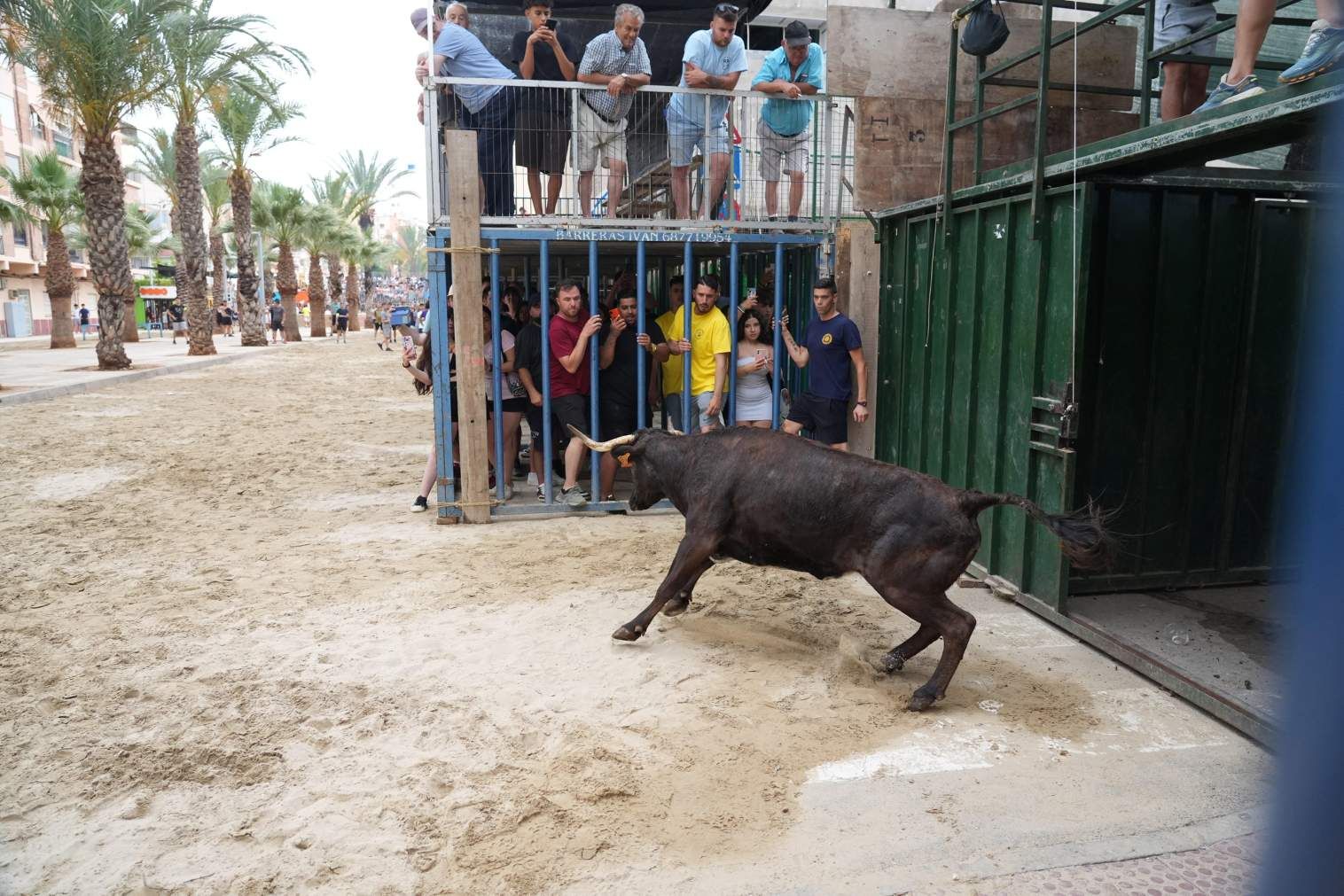 El Grau da inicio a las fiestas de Sant Pere con pólvora, bous y música