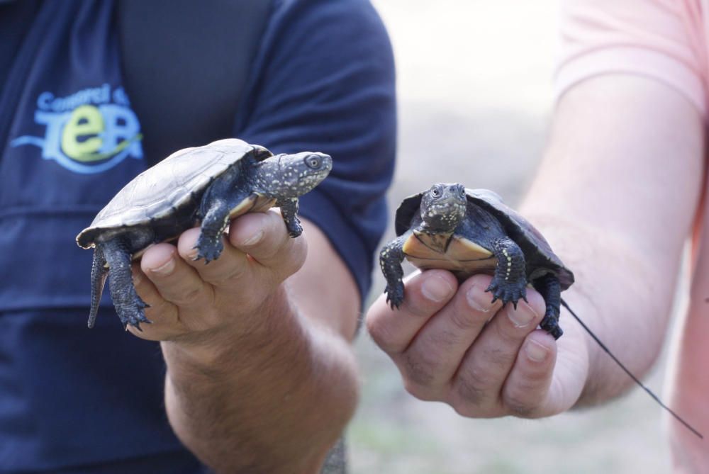 Alliberen al riu Ter diversos exemplars de tortuga d''estany