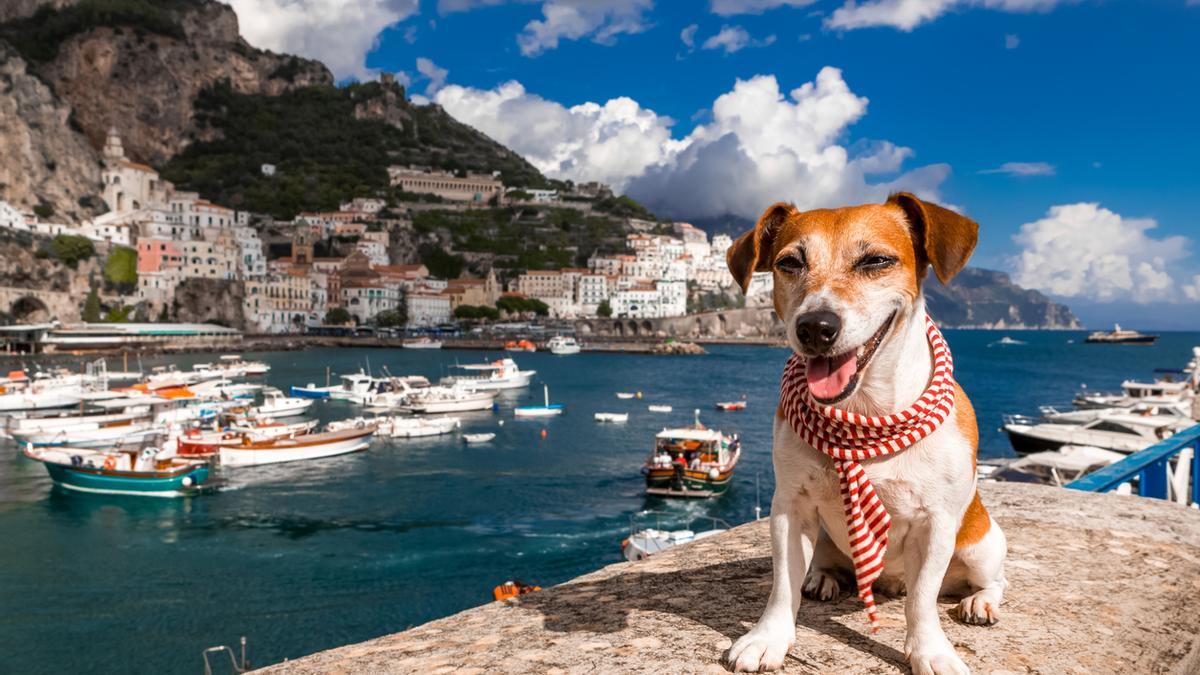 El nuevo impuesto de Italia a los turistas que viajen con perros.