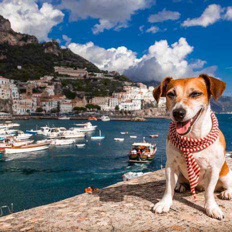Si viajas a Italia con perros, esto te interesa: nuevo impuesto para mascotas