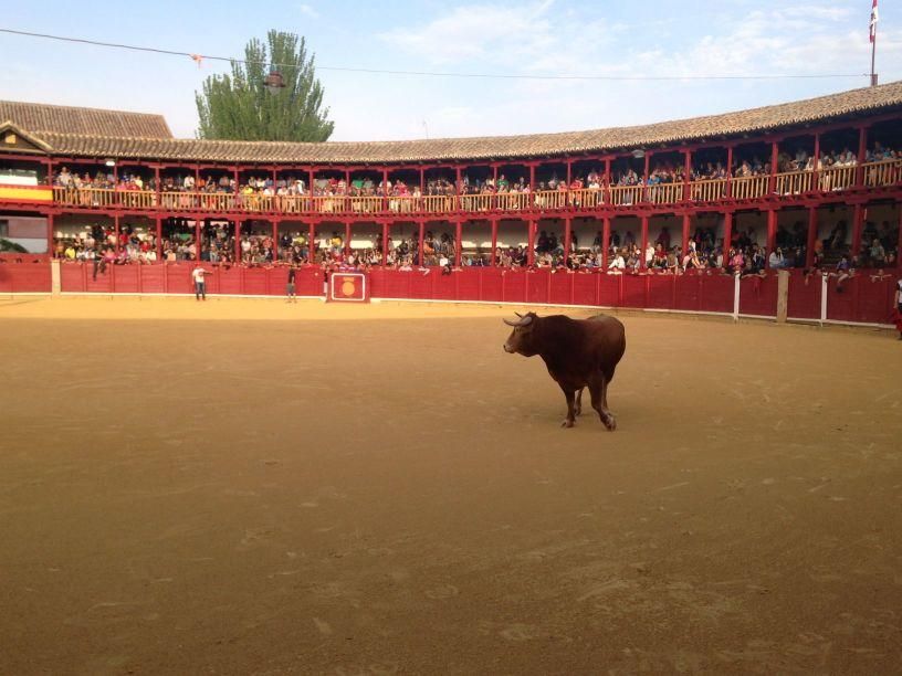 Fiestas Toro: Encierro urbano y suelta de vaquilla