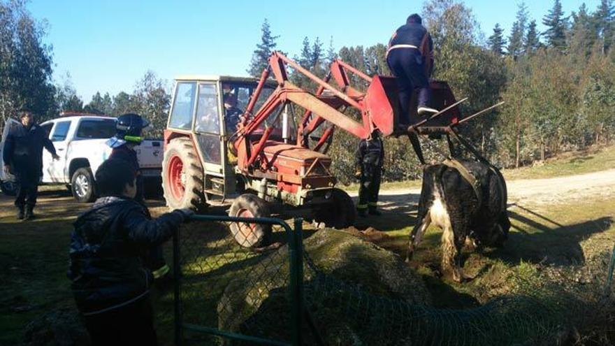 Rescate de la vaca en el monte Salgueirón. // FdV