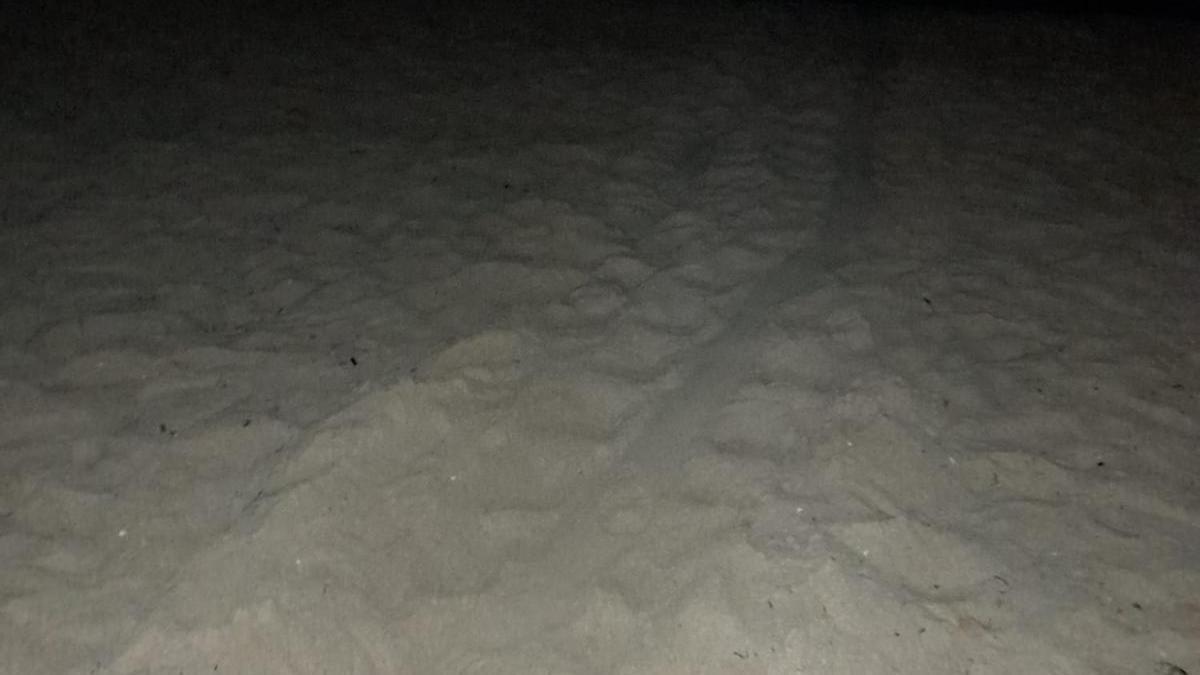 Rastro dejado en la arena por la tortuga en su intento de desove en la playa de La Mata