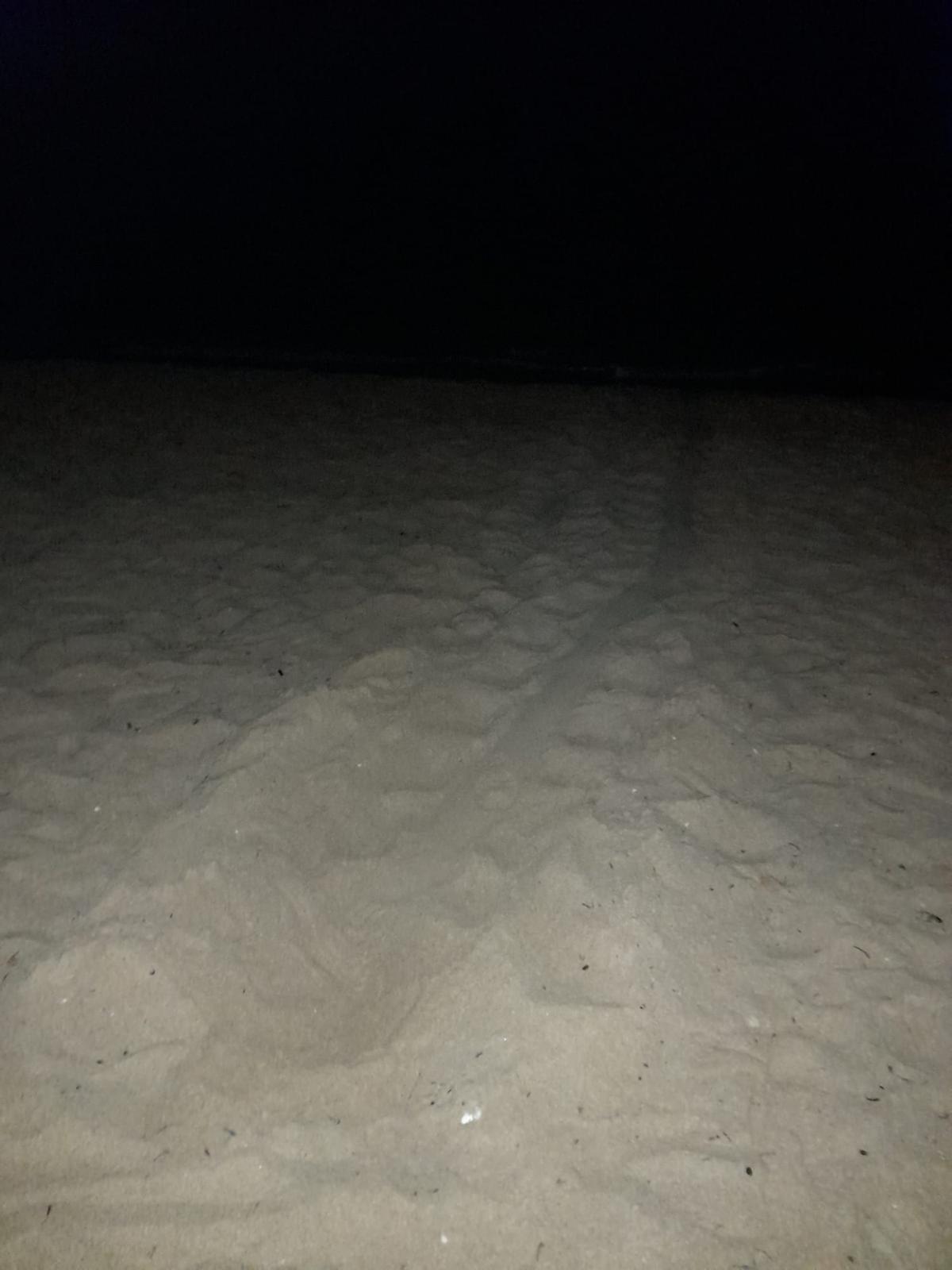 Rastro dejado en la arena por la tortuga en su intento de desove en la playa de La Mata