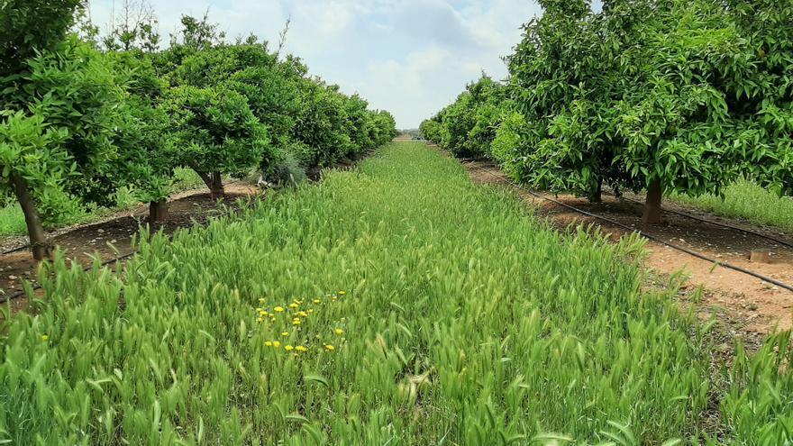 Las cubiertas vegetales permiten obtener excelentes resultados en el control de plagas y generar biodiversidad.