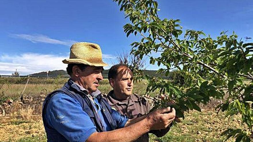 Dos castañicultores comprueban el estado de uno de los árboles.