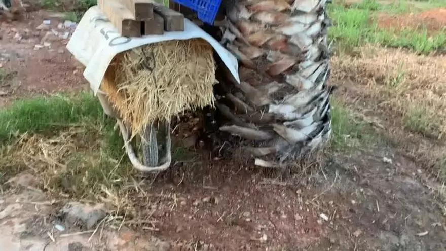 Vídeo | La Marjaleria de Castelló, territorio conquistado por los mosquitos