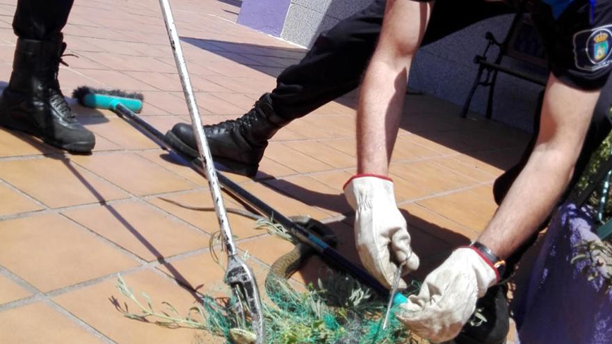 Agentes de la Policía Local de Vigo liberan a la serpiente // FARO