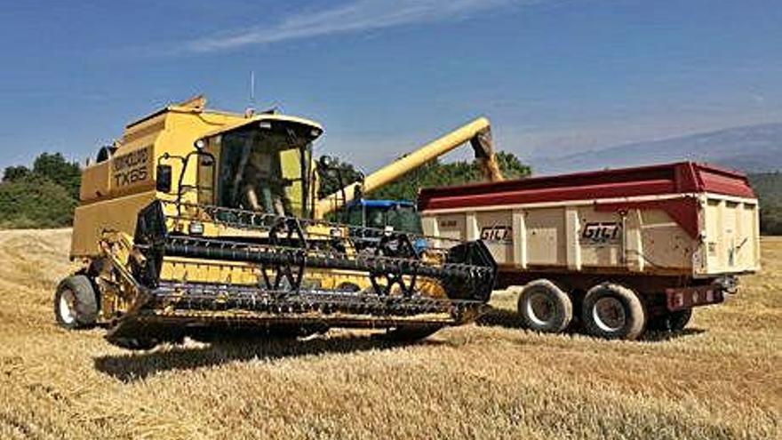 Temperatura i pluja fan més migrada la collita de cereals al Solsonès