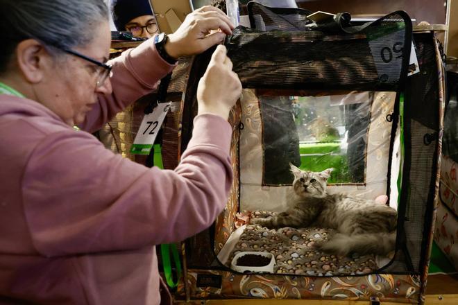 La primera jornada de Espacio Mascotas en Gijón, en imágenes