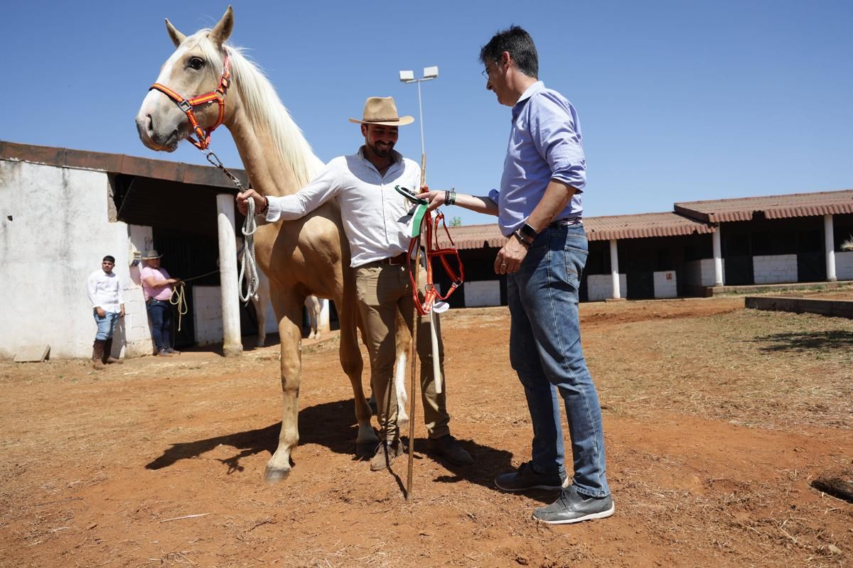 Fotogalería | Así se ha desarrollado la feria equina de Cáceres