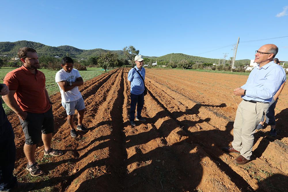 Cultivo del azafrán en Ibiza