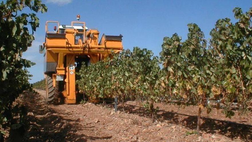 La bodega Enate inicia su vendimia más temprana en sus 25 años de historia