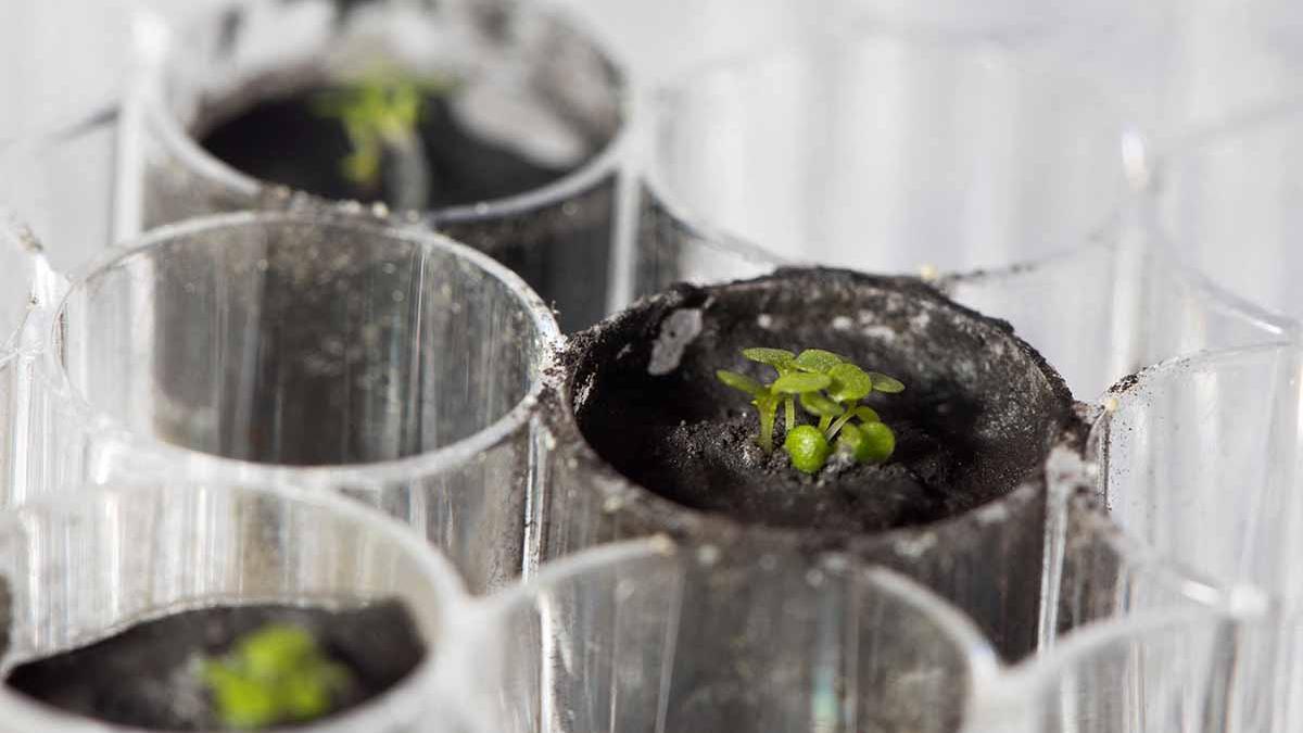 Plantas cultivadas con tierra de la Luna