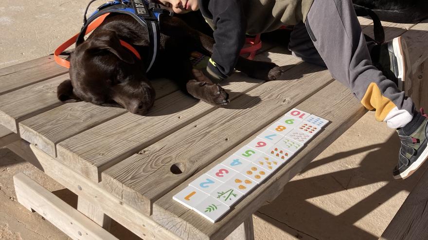Animales en Ibiza: Cuatro colegios pitiusos, en el programa de apoyo educativo con perros