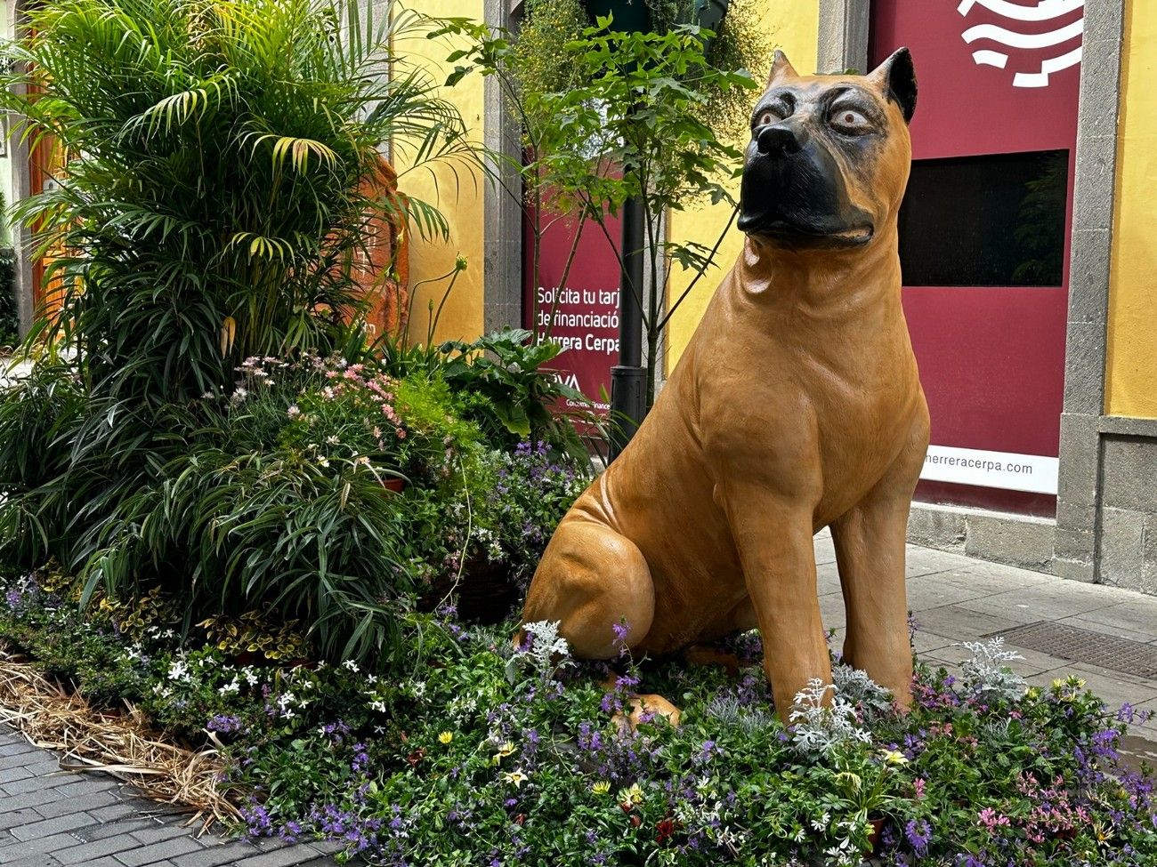 Florece Gran Canaria: Jornadas 'Arucas, piedra y flor' en Arucas y 'Gáldar en Flor'