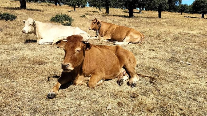 Reclaman ayudas para las ganaderías afectadas por la EHE en Zamora