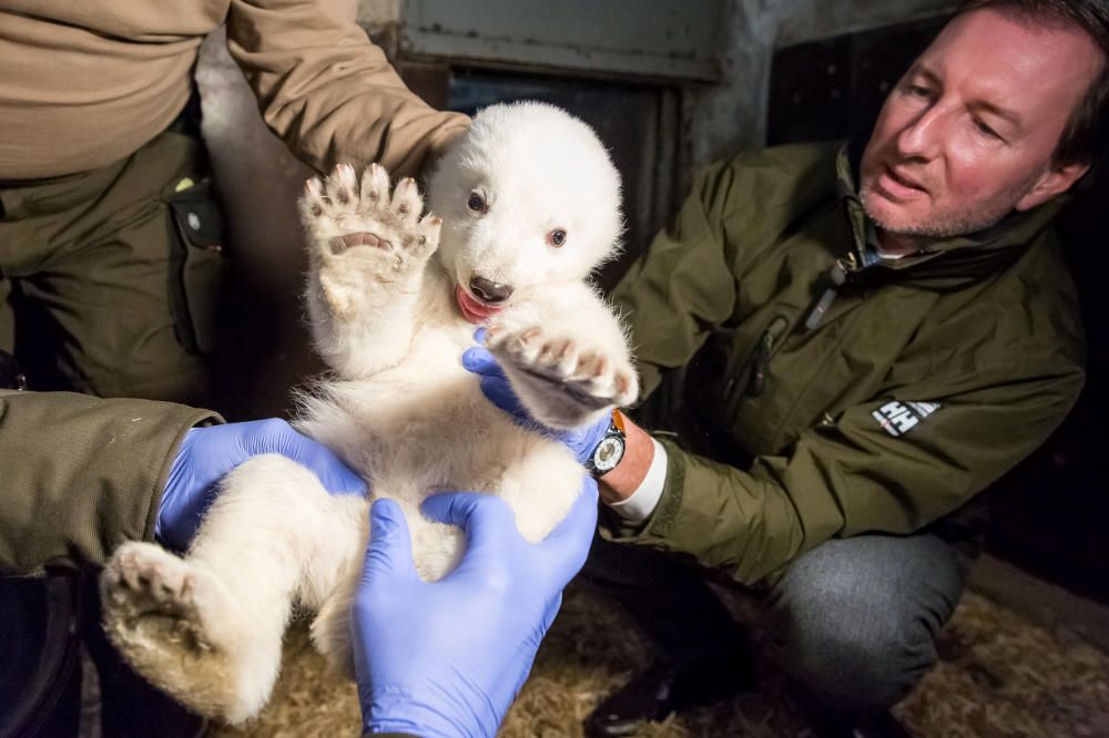 Primera revisión veterinaria de una cría de oso polar nacida el día 3 de noviembre en el zoológico Tierpark de Berlín.