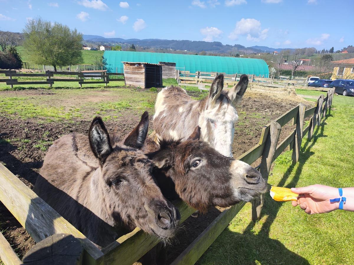 Getrudis y Fabiola, con Paco, en su recinto del núcleo zoológico de Tuernes.