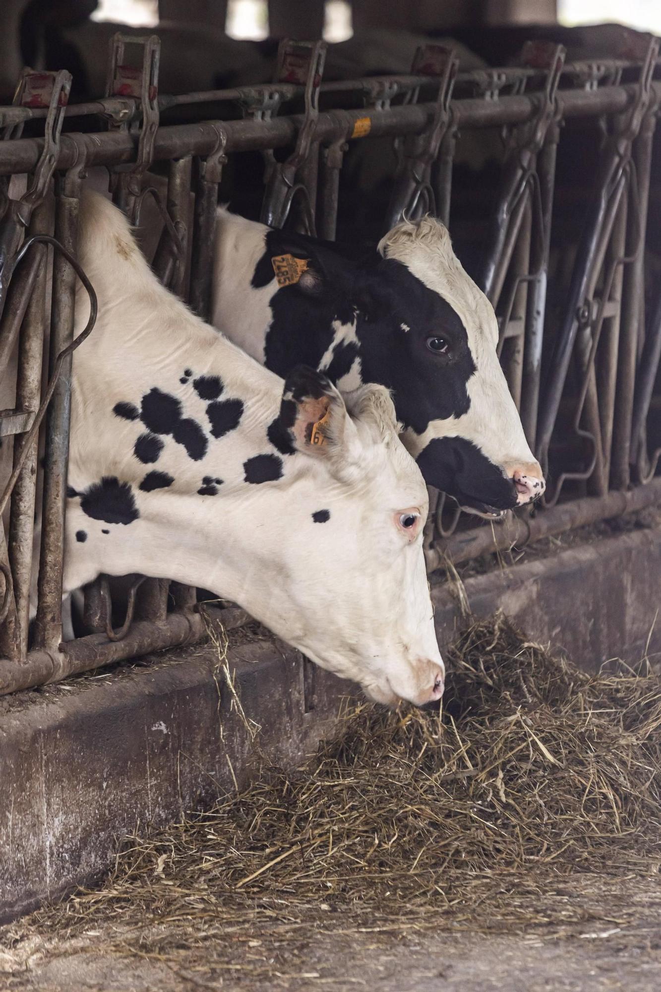 En imágenes | Un viaje por el drama de las vacas de Tineo